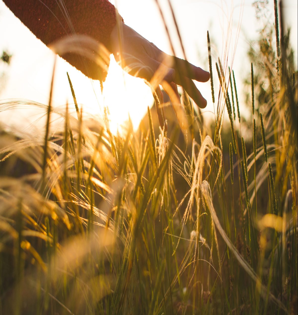 A hand in a red sleeve reaches out to brush against tall, wispy grass bathed in warm golden light. The bright sun casts a lens flare behind the hand, illuminating the scene with a soft, dreamlike glow. The image evokes a feeling of gentle connection with nature.